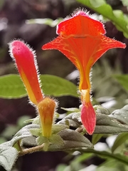 Columnea microcalyx, photograph (c) Eduardo Chacón Madrigal, some rights reserved (CC BY)