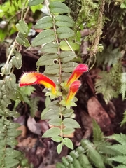 Columnea microcalyx, photograph (c) Eduardo Chacón Madrigal, some rights reserved (CC BY)