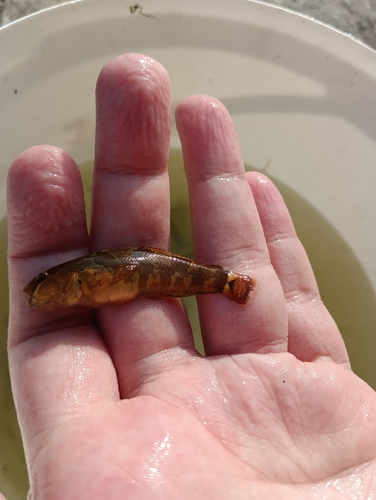 Tubenose goby (Proterorhinus marmoratus) — Gobiidae