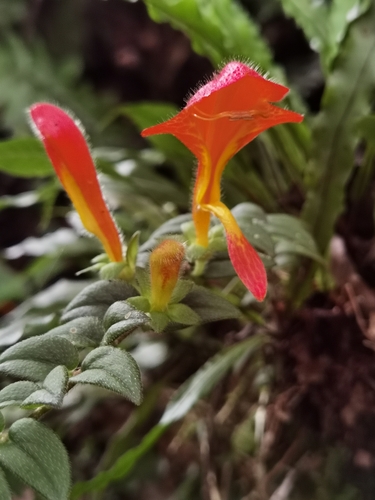 Image of Columnea microcalyx by (c) Eduardo Chacón Madrigal, some rights reserved (CC BY)