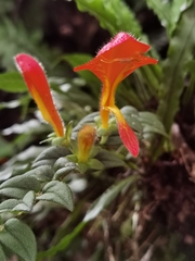 Columnea microcalyx, photograph (c) Eduardo Chacón Madrigal, some rights reserved (CC BY)