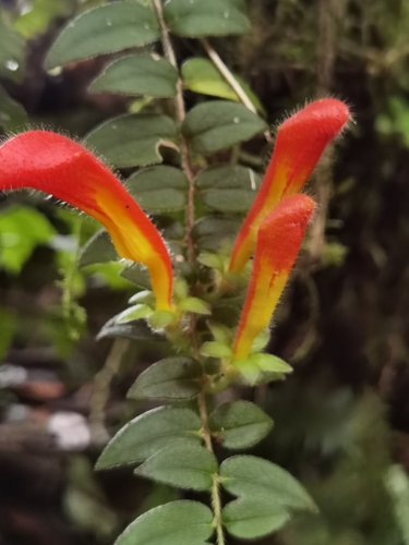 Columnea microcalyx, photograph 5