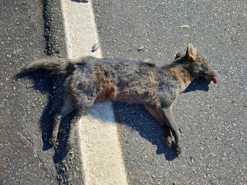 Crab-eating Fox