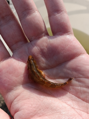 Tubenose goby (Proterorhinus marmoratus) — Gobiidae — 4