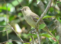 Elaenia sordida