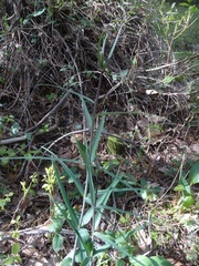 Fritillaria micrantha
