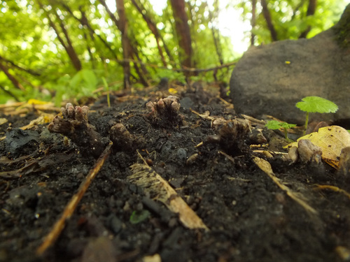 Xylaria friesii image
