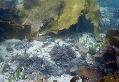 Oxycheilinus bimaculatus