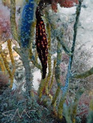 Phenacovolva nectarea