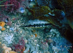 Pteriidae