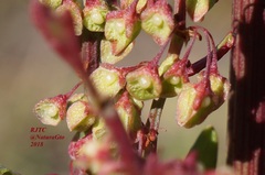 Rumex mexicanus