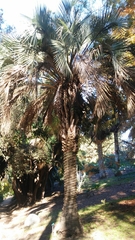 Butia capitata