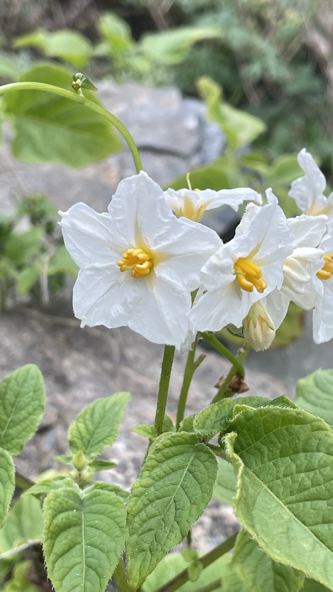 Solanum maglia