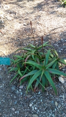 Aloe cameronii