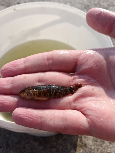 Tubenose goby (Proterorhinus marmoratus) — Gobiidae — 5