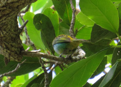 Tangara cyanoventris