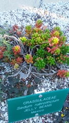Sedum × rubrotinctum