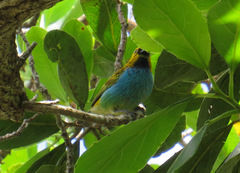 Tangara cyanoventris