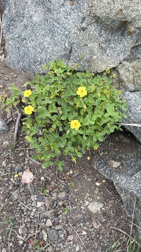 Fleshy Yellow-sorrel