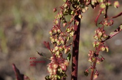 Rumex mexicanus