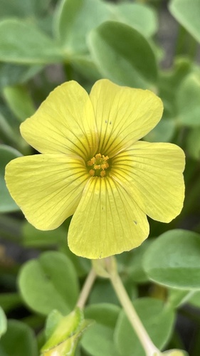 Fleshy Yellow-sorrel