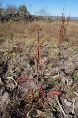 Rumex mexicanus
