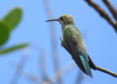 Colibri serrirostris