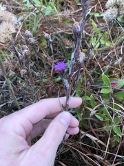 Carphephorus pseudoliatris