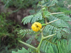Vachellia tortuosa