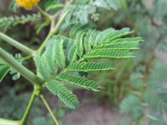 Vachellia tortuosa