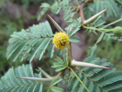 Vachellia tortuosa