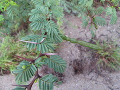 Vachellia tortuosa