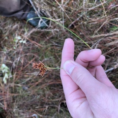 Rhynchospora ciliaris