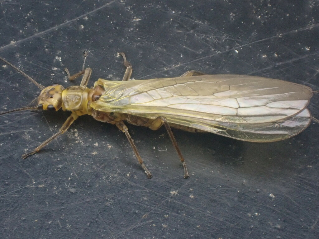 Common Yellow Sally