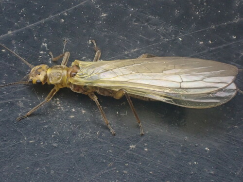 Common Yellow Sally