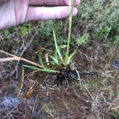 Rhynchospora ciliaris