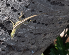 Anolis porcatus