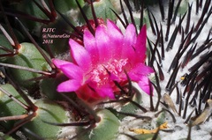 Mammillaria polythele