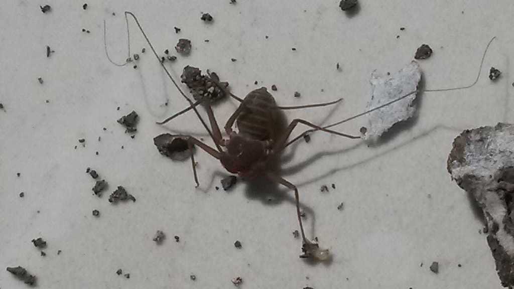 Charinus acosta