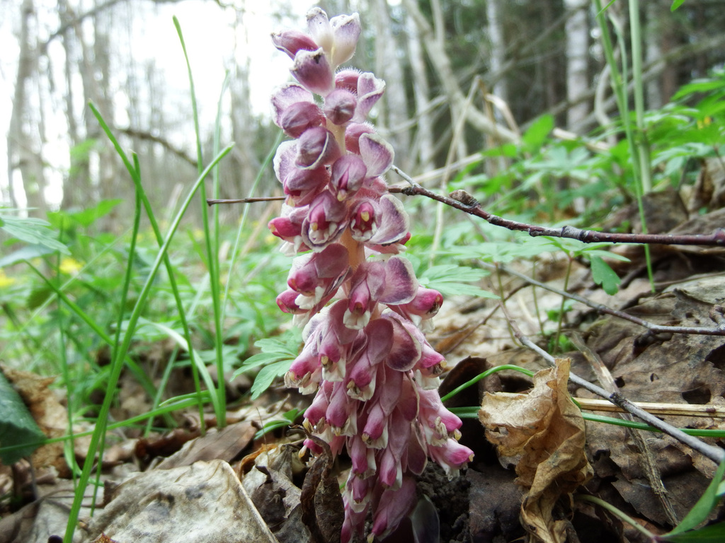 common-toothwort-from-on