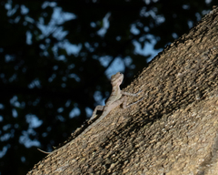 Anolis lucius