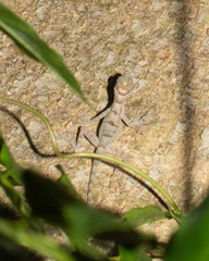 Anolis lucius