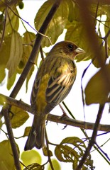 Emberiza bruniceps