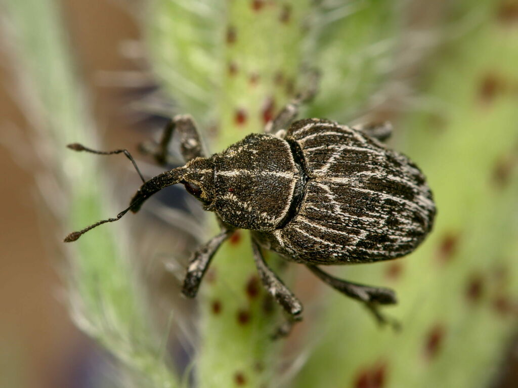 map weevil