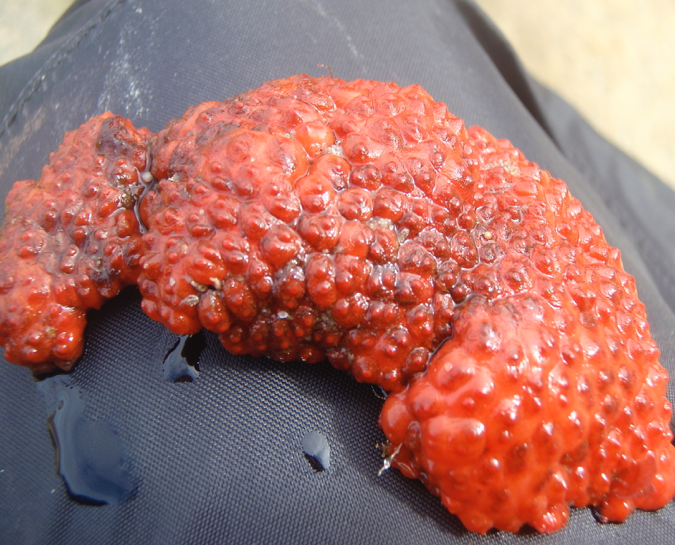 Fused Orange Social Ascidian