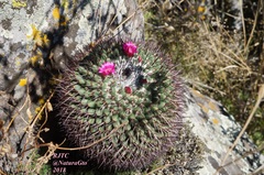 Mammillaria polythele