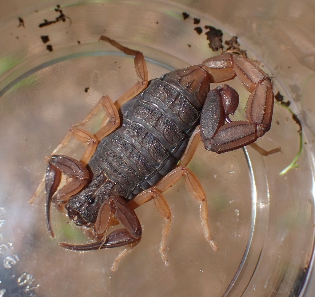 Centruroides granosus