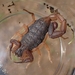 Centruroides granosus - Photo (c) Isaac Capp, some rights reserved (CC BY-NC), uploaded by Isaac Capp