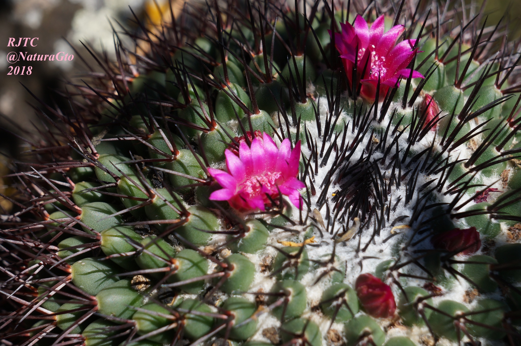Mammillaria polythele  iNaturalist