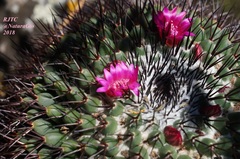 Mammillaria polythele